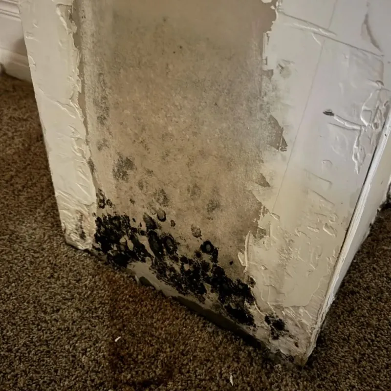 Professional Mold Removal in Camden, ME